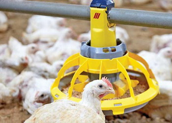 Які нетрадиційні компоненти здатні здешевити раціон птиці