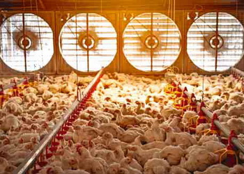 Вентилятори-розгінники у пташнику допомагають заощадити на паливі