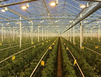 Рівномірне освітлення теплиць спрощує догляд за рослинами