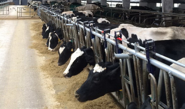 Якими селекційними індексами ВРХ послуговуються у США