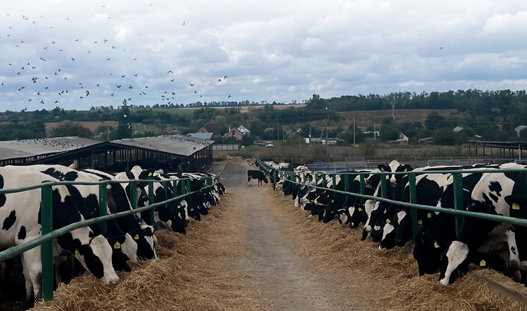 «Сігнет-Мілк» підвищив показники жиру й білка в молоці