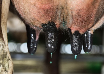 У чернігівському господарстві після голштинізації стада ВРХ зросли надої