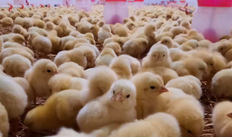 Контроль однорідності батьківського стада птиці починається на етапі посадки