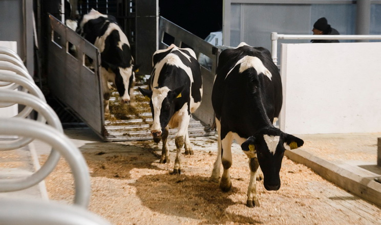 Виторг від експорту живої ВРХ за 11 місяців зріс у 1,5 раза