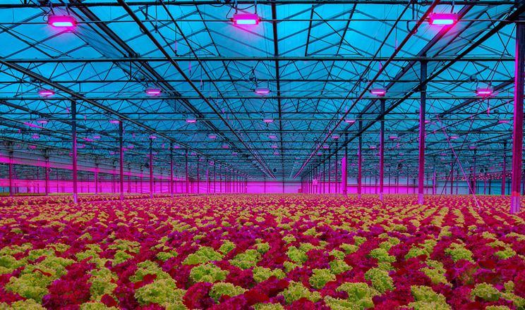 Салатам необхідна у 6 разів менша щільність світла, ніж огіркам і томатам