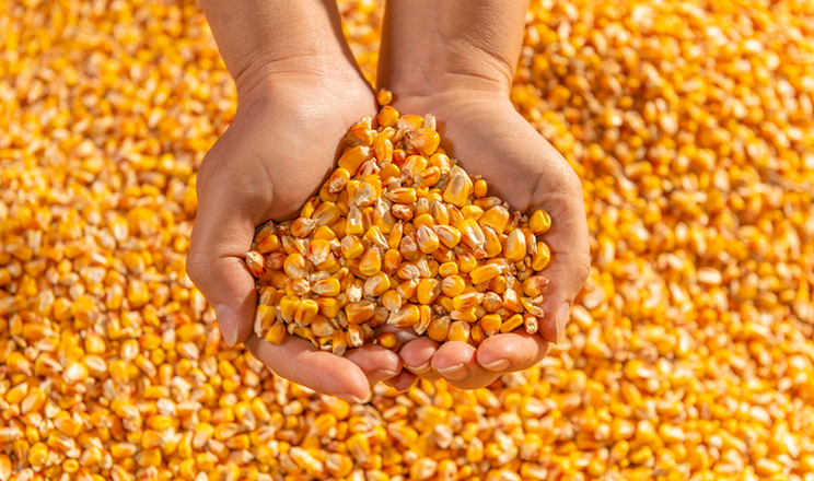 Ціни на кукурудзу в портах зростають