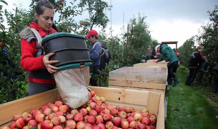 Садівничим компаніям час створювати інфраструктуру для іноземних робітників