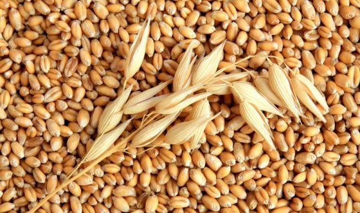 Експорт ячменю у грудні на 9,4% перевищив торішні показники