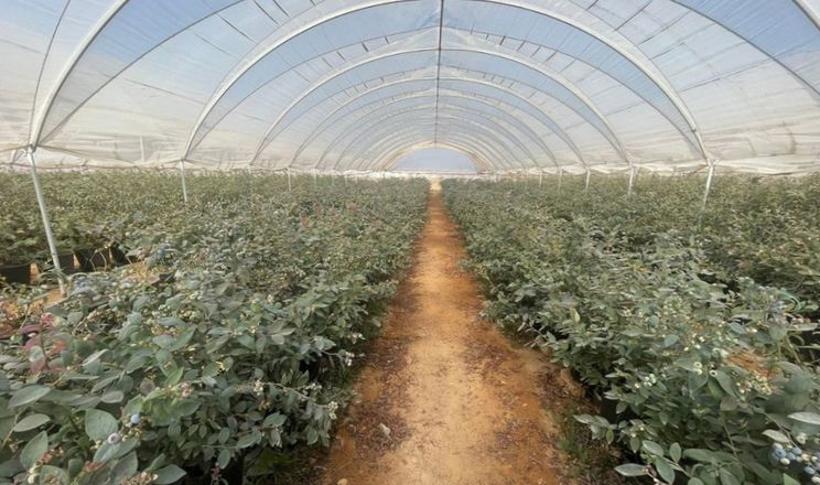 Засолення грунту – головний ризик при зрошенні лохини у теплиці
