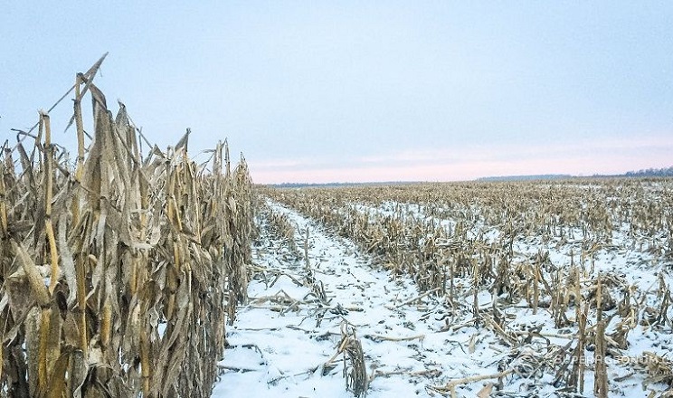 Кукурудзи з 88,5% площ намолотили 27,8 млн тонн