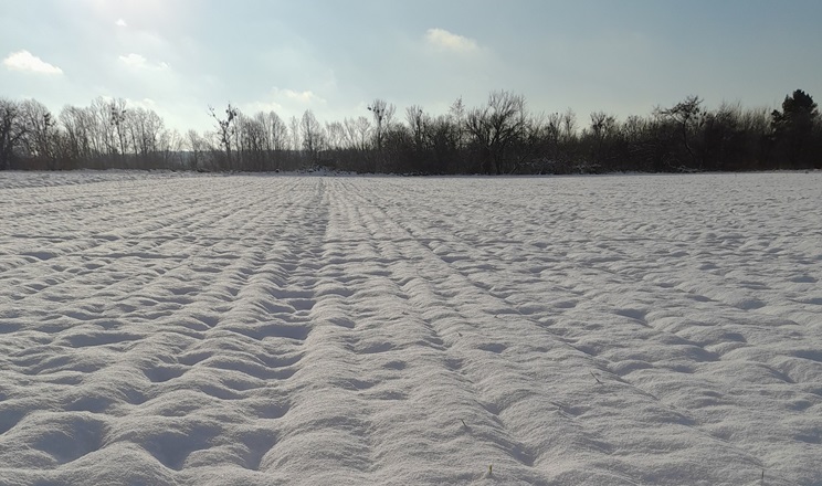 Стійкий сніговий покрив може спричинити збільшення чисельності мишоподібних гризунів на посівах