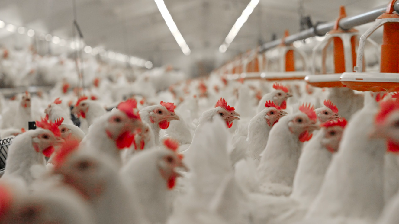 МХП регулярно досліджує ключові показники добробуту птиці