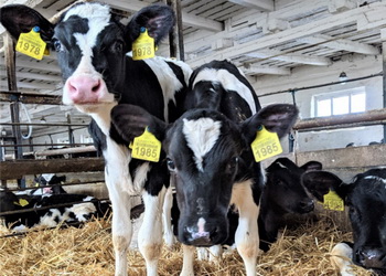 «Астарта» реконструювала корпус для утримання теличок