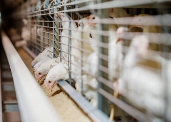 Ефективність годівлі птиці можна оцінити через тест метаболічного профілю