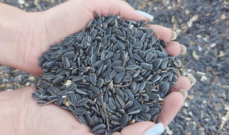 Експорт соняшнику впав до найнижчого за два десятиріччя рівня