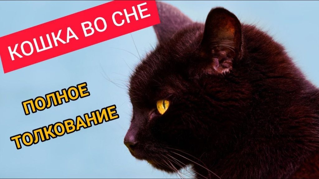 К Чему Снится Кал Женщине: подробное толкование сна