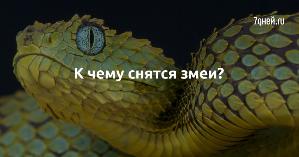 К Чему Снится Змея: Толкования, Символика и Значение Сновидения