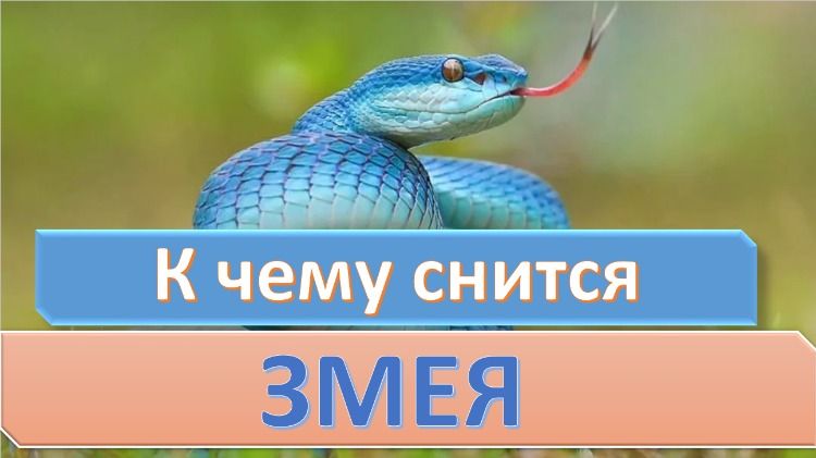К Чему Снится Змея: Толкования, Символика и Значение Сновидения