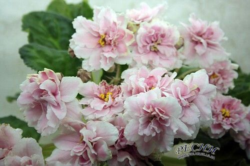 Колишня Дружина Розового: подробная биография, карьера и личная жизнь